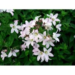 Mælkeklokke 'Loddon Anna' Campanula Lactiflora 'Loddon Anna' 1 Liter Potte -Sirius Butik mi10903 campanula lactiflora loddon anne c4bf