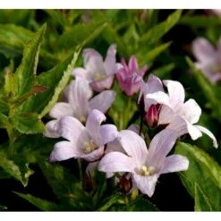 Mælkeklokke 'Loddon Anna' Campanula Lactiflora 'Loddon Anna' 1 Liter Potte -Sirius Butik mi10903 campanula lactiflora loddon anne d8dc