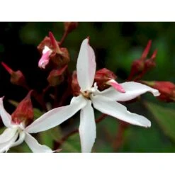 Sommerfugleblomst Gillenia Trifoliata 1 Liter Potte -Sirius Butik mi1092 gillenia trifoliata 22dc