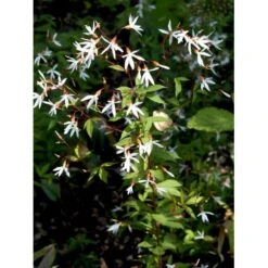Sommerfugleblomst Gillenia Trifoliata 1 Liter Potte -Sirius Butik mi1092 gillenia trifoliata 3886