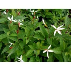 Sommerfugleblomst Gillenia Trifoliata 1 Liter Potte -Sirius Butik mi1092 gillenia trifoliata 5759