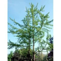 Tempeltræ Ginkgo Biloba Potte 7,5 Liter 175-200 Cm. 9 Tempeltræ Ginkgo Biloba Potte 7,5 Liter 175-200 Cm. -Sirius Butik mi1094 ginkgo biloba 44b7