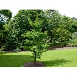 Tempeltræ Ginkgo Biloba Potte 7,5 Liter 175-200 Cm. 10 Tempeltræ Ginkgo Biloba Potte 7,5 Liter 175-200 Cm. -Sirius Butik mi1094 ginkgo biloba af66