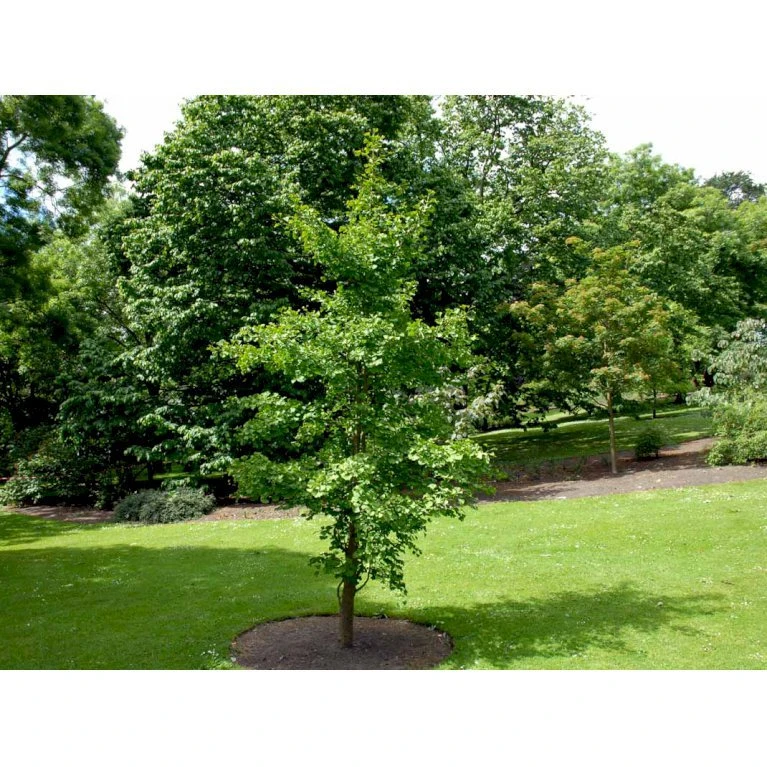 Tempeltræ Ginkgo Biloba Potte 7,5 Liter 175-200 Cm. 4 Tempeltræ Ginkgo Biloba Potte 7,5 Liter 175-200 Cm. - Billede 4