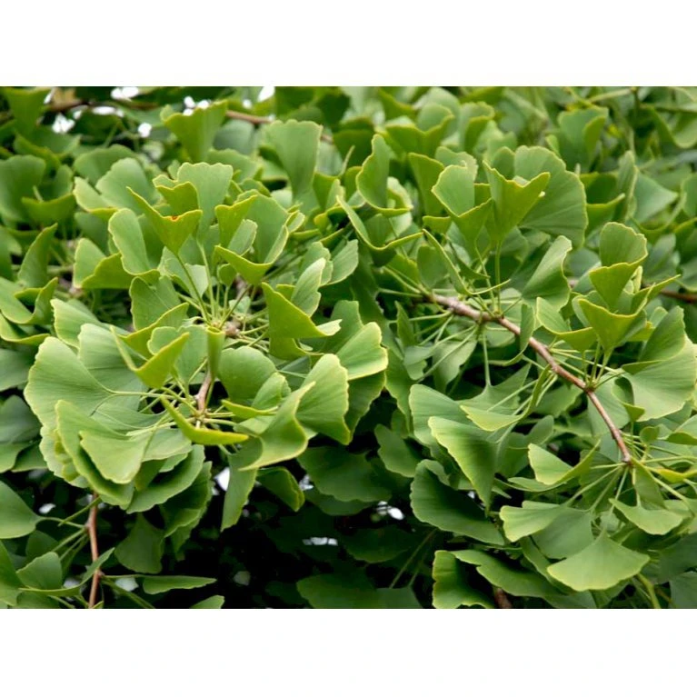 Tempeltræ Ginkgo Biloba Potte 7,5 Liter 175-200 Cm. 1 Tempeltræ Ginkgo Biloba Potte 7,5 Liter 175-200 Cm.