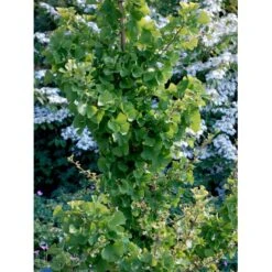 Tempeltræ 'Globus' Ginkgo Biloba 'Globus' Opstammet 50 Cm. 5 Liter Potte