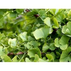 Kugle-Tempeltræ 'Mariken' Ginkgo Biloba 'Mariken' Opstammet 60 Cm. 7,5 Liter Potte -Sirius Butik mi1109 ginkgo biloba mariken 366f