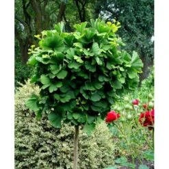 Kugle-Tempeltræ 'Mariken' Ginkgo Biloba 'Mariken' Opstammet 60 Cm. 7,5 Liter Potte -Sirius Butik mi1109 ginkgo biloba mariken 3769