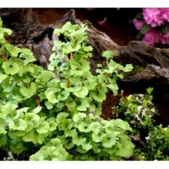 Kugle-Tempeltræ 'Mariken' Ginkgo Biloba 'Mariken' Opstammet 60 Cm. 7,5 Liter Potte -Sirius Butik mi1109 ginkgo biloba mariken 99fb