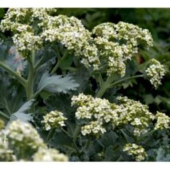 Almindelig Strandkål Crambe Maritima 2 Liter Potte 10 Almindelig Strandkål Crambe Maritima 2 Liter Potte -Sirius Butik mi11164 crambe maritima 6b0b