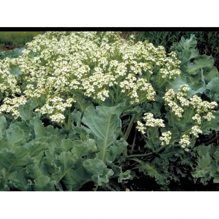 Almindelig Strandkål Crambe Maritima 2 Liter Potte 6 Almindelig Strandkål Crambe Maritima 2 Liter Potte - Billede 6