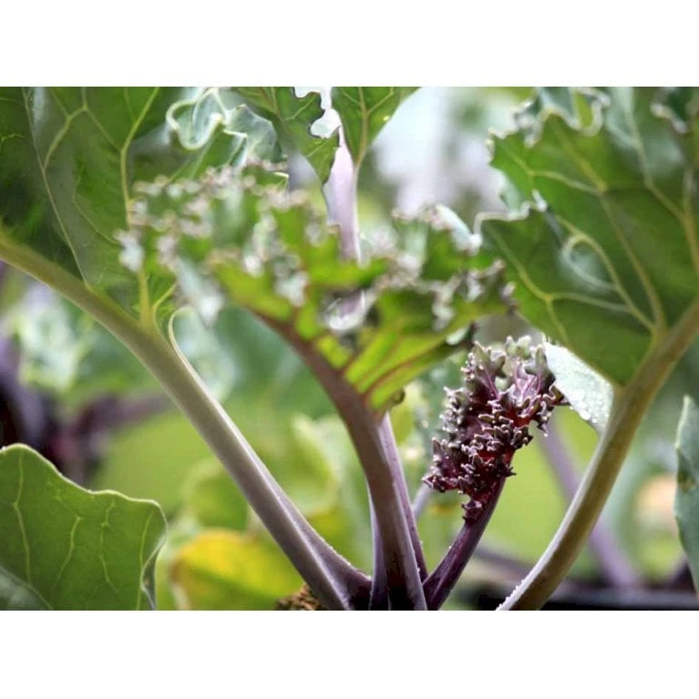 Almindelig Strandkål Crambe Maritima 2 Liter Potte 1 Almindelig Strandkål Crambe Maritima 2 Liter Potte