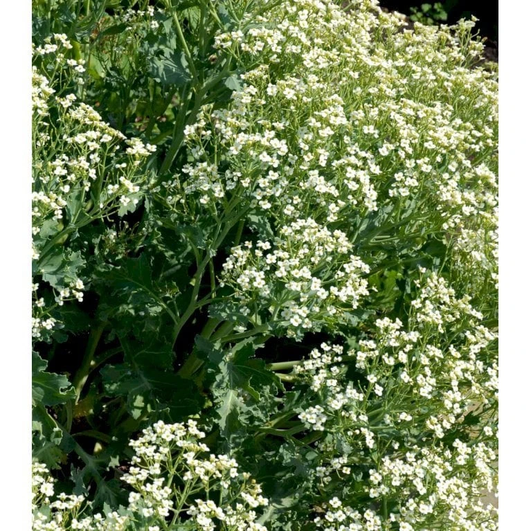 Almindelig Strandkål Crambe Maritima 2 Liter Potte 4 Almindelig Strandkål Crambe Maritima 2 Liter Potte - Billede 4