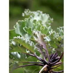 Almindelig Strandkål Crambe Maritima 2 Liter Potte 8 Almindelig Strandkål Crambe Maritima 2 Liter Potte -Sirius Butik mi11164 crambe maritima f6fd