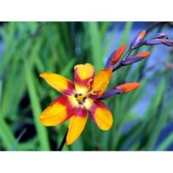 Montbretia 'Emily Mckenzie' Crocosmia Hybrid 'Emily Mckenzie' 1 Liter Potte 5 Montbretia 'Emily Mckenzie' Crocosmia Hybrid 'Emily Mckenzie' 1 Liter Potte -Sirius Butik mi11174 crocosmia emily mckenzie 5ac1
