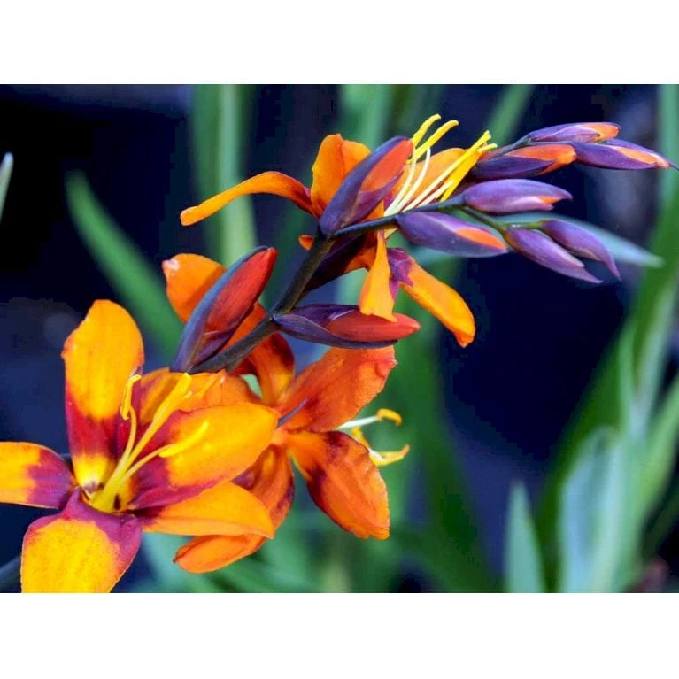 Montbretia 'Emily Mckenzie' Crocosmia Hybrid 'Emily Mckenzie' 1 Liter Potte 1 Montbretia 'Emily Mckenzie' Crocosmia Hybrid 'Emily Mckenzie' 1 Liter Potte
