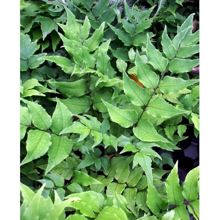 Cyrtomium Fortunei 'Clivicola' Mahognibregne 1 Liter Potte 1 Cyrtomium Fortunei 'Clivicola' Mahognibregne 1 Liter Potte