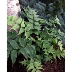 Cyrtomium Fortunei 'Clivicola' Mahognibregne 1 Liter Potte 5 Cyrtomium Fortunei 'Clivicola' Mahognibregne 1 Liter Potte -Sirius Butik mi11202 cyrtomium fortunei var clivicola e76b