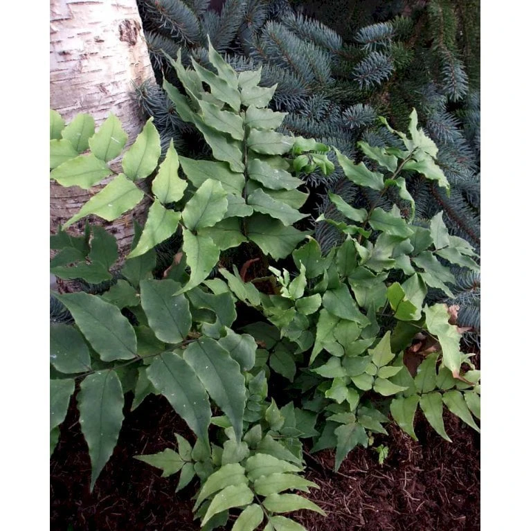 Cyrtomium Fortunei 'Clivicola' Mahognibregne 1 Liter Potte 3 Cyrtomium Fortunei 'Clivicola' Mahognibregne 1 Liter Potte - Billede 3