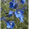 Ridderspore 'Bellamosum' Delphinium Belladonna 'Bellamosum' 1 Liter Potte