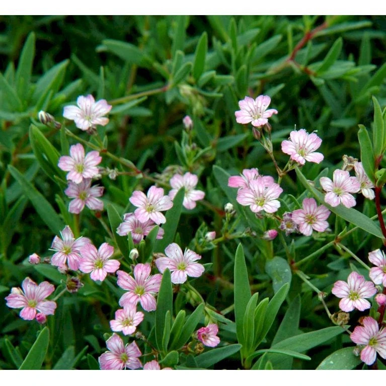 Stenhøjsbrudeslør Gypsophila Repens 'Rosea' 10 Cm. Potte 3 Stenhøjsbrudeslør Gypsophila Repens 'Rosea' 10 Cm. Potte - Billede 3