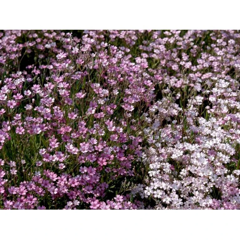 Stenhøjsbrudeslør Gypsophila Repens 'Rosea' 10 Cm. Potte 5 Stenhøjsbrudeslør Gypsophila Repens 'Rosea' 10 Cm. Potte - Billede 5