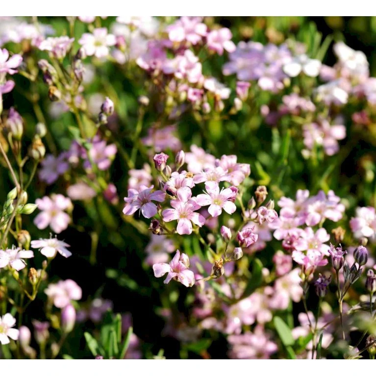 Stenhøjsbrudeslør Gypsophila Repens 'Rosea' 10 Cm. Potte 1 Stenhøjsbrudeslør Gypsophila Repens 'Rosea' 10 Cm. Potte