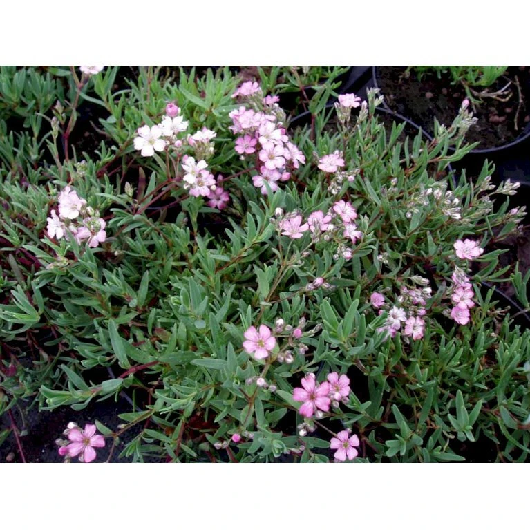Stenhøjsbrudeslør Gypsophila Repens 'Rosea' 10 Cm. Potte 4 Stenhøjsbrudeslør Gypsophila Repens 'Rosea' 10 Cm. Potte - Billede 4