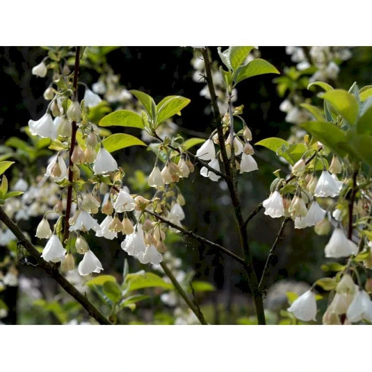 Halesia Carolina Sneklokketræ Med Klump,- 125-150 Cm. 4 Halesia Carolina Sneklokketræ Med Klump,- 125-150 Cm. - Billede 4