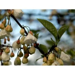 Halesia Carolina Sneklokketræ Med Klump,- 125-150 Cm. 6 Halesia Carolina Sneklokketræ Med Klump,- 125-150 Cm. -Sirius Butik mi1131 halesia carolina ec5a
