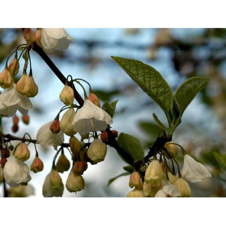Halesia Carolina Sneklokketræ Med Klump,- 125-150 Cm. 3 Halesia Carolina Sneklokketræ Med Klump,- 125-150 Cm. - Billede 3