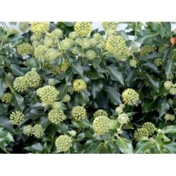 Busk-Vedbend 'Arborescens' Hedera Helix 'Arborescens' Potte 2,0 Liter,- 40-60 Cm. 7 Busk-Vedbend 'Arborescens' Hedera Helix 'Arborescens' Potte 2,0 Liter,- 40-60 Cm. -Sirius Butik mi1133 hedera helix arborescens 2bd1