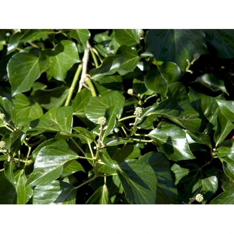 Busk-Vedbend 'Arborescens' Hedera Helix 'Arborescens' Potte 2,0 Liter,- 40-60 Cm. 3 Busk-Vedbend 'Arborescens' Hedera Helix 'Arborescens' Potte 2,0 Liter,- 40-60 Cm. - Billede 3