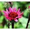Purpursolhat Echinacea Pur. 'Fatal Attraction'® 1 Liter Potte