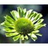 Purpursolhat Echinacea Pur. 'Green Jewel'® 1 Liter Potte