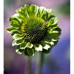 Purpursolhat Echinacea Pur. 'Green Jewel'® 1 Liter Potte -Sirius Butik mi11407 echinacea green juwel r c249