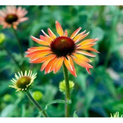 Solhat 'Hot Summer' Echinacea Hybrid 'Hot Summer' 1 Liter Potte -Sirius Butik mi11411 echinacea hot summer r 606e