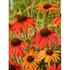 Solhat 'Hot Summer' Echinacea Hybrid 'Hot Summer' 1 Liter Potte -Sirius Butik mi11411 echinacea hot summer r 779b