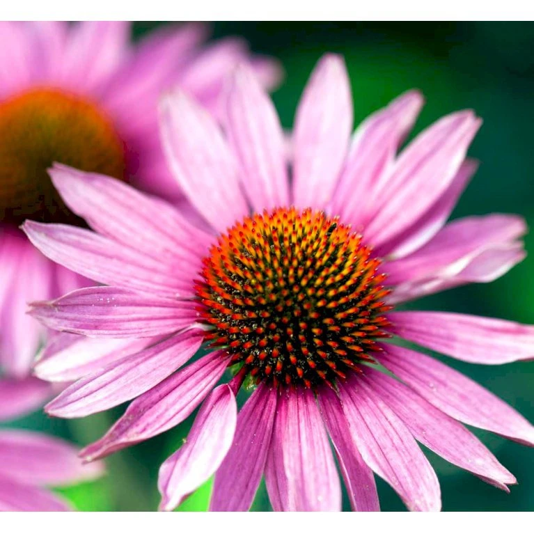 Solhat 'Little Magnus' Echinacea Hybrid 'Little Magnus' 1 Liter Potte 1 Solhat 'Little Magnus' Echinacea Hybrid 'Little Magnus' 1 Liter Potte