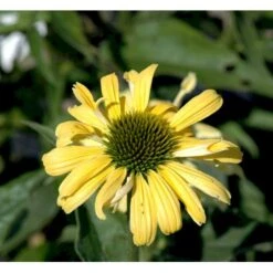 Solhat 'Sunrise' Echinacea Hybrid 'Sunrise' 1 Liter Potte -Sirius Butik mi11426 echinacea sunrise r f846