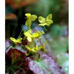 Bispehue 'Frohenleiten' Epimedium Perralchicum 'Frohenleiten' 10 Cm. Potte -Sirius Butik mi11441 epimedium perralchicum frohnleiten 1cad