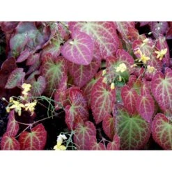 Bispehue 'Frohenleiten' Epimedium Perralchicum 'Frohenleiten' 10 Cm. Potte -Sirius Butik mi11441 epimedium perralchicum frohnleiten 7100