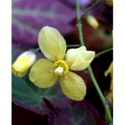 Bispehue 'Frohenleiten' Epimedium Perralchicum 'Frohenleiten' 10 Cm. Potte -Sirius Butik mi11441 epimedium perralchicum frohnleiten 8a4f