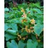 Bispehue 'Orange Queen' Epimedium Warleyense 'Orange Queen' 10 Cm. Potte