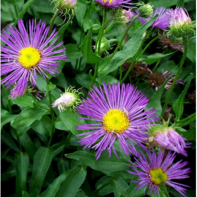 Bakkestjerne 'Dunkelste Aller' Erigeron Hybrid 'Dunkelste Aller' 1 Liter Potte 3 Bakkestjerne 'Dunkelste Aller' Erigeron Hybrid 'Dunkelste Aller' 1 Liter Potte - Billede 3