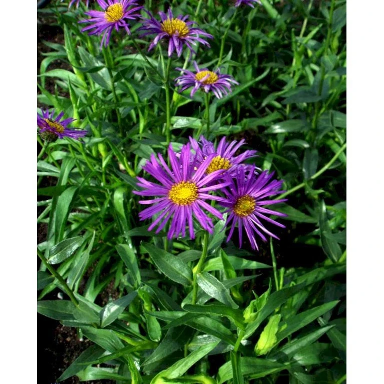 Bakkestjerne 'Dunkelste Aller' Erigeron Hybrid 'Dunkelste Aller' 1 Liter Potte 1 Bakkestjerne 'Dunkelste Aller' Erigeron Hybrid 'Dunkelste Aller' 1 Liter Potte