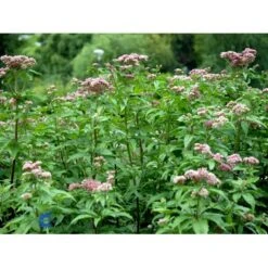Hamp-Hjortetrøst Eupatorium Cannabinum 10 Cm. Potte -Sirius Butik mi11519 eupatorium cannabinum 4dee