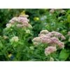 Hamp-Hjortetrøst Eupatorium Cannabinum 10 Cm. Potte