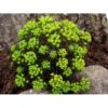 Cypres-Vortemælk 'Clarice Howard' Euphorbia Cyparissias 'Clarice Howard' 1 Liter Potte