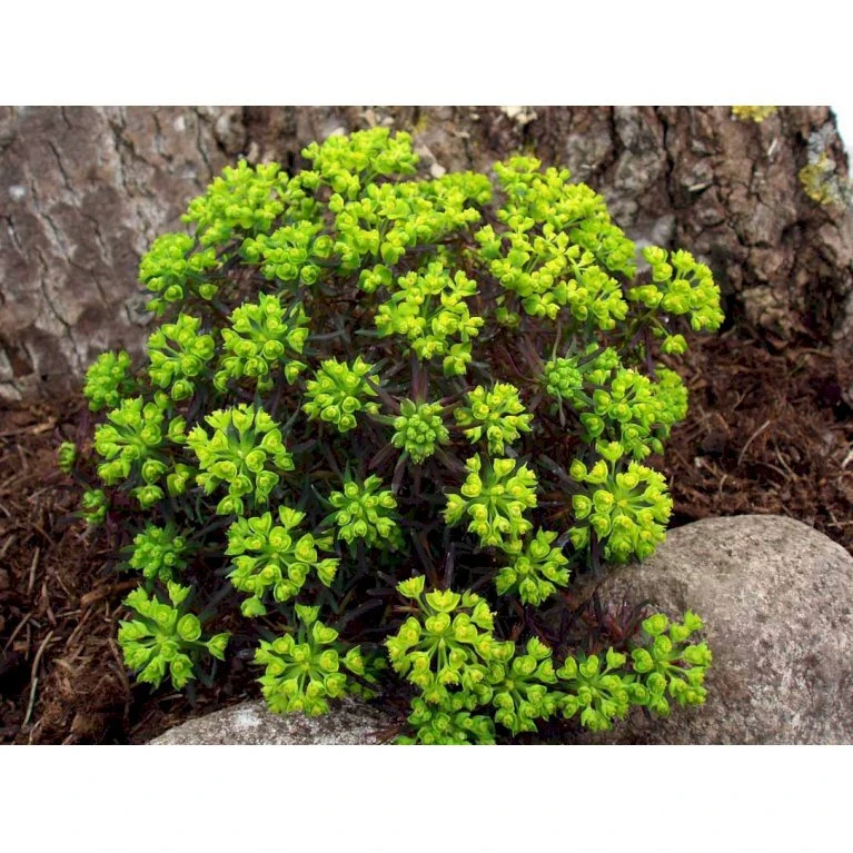 Cypres-Vortemælk 'Clarice Howard' Euphorbia Cyparissias 'Clarice Howard' 1 Liter Potte 1 Cypres-Vortemælk 'Clarice Howard' Euphorbia Cyparissias 'Clarice Howard' 1 Liter Potte